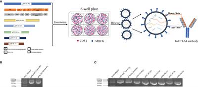 Oncolytic Activity of a Chimeric Influenza A Virus Carrying a Human CTLA4 Antibody in Hepatocellular Carcinoma